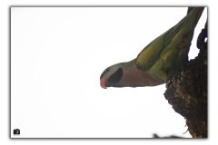 059A9156-copy-scaled