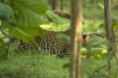 Jigar_leopard3